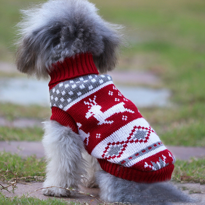 Small dog wearing a red reindeer knit pet sweater outdoors